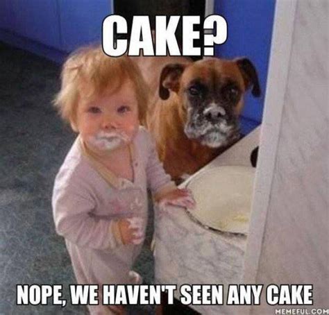 Cake Nope We Have Not Seen Any Cake Funny Meme Picture Funny Babies