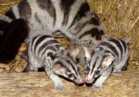 African Civet Animal Facts Information And Latest Pictures All
