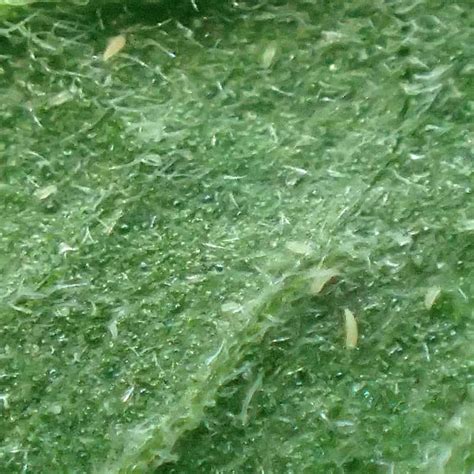 One way to reduce this is by getting rid of. How to Get Rid of Russet Mites | Trifecta Natural
