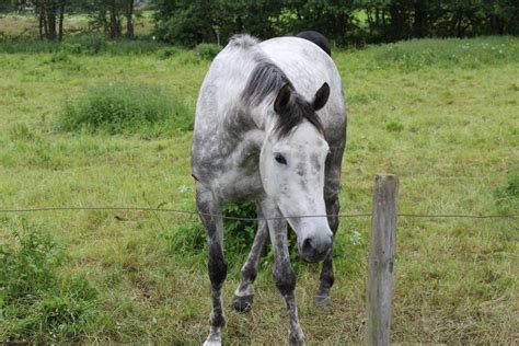 dapple gray horse facts  pictures horsebreedspicturescom