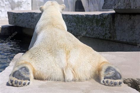 Polar Bear Stock Photo By ©benri185 10922667