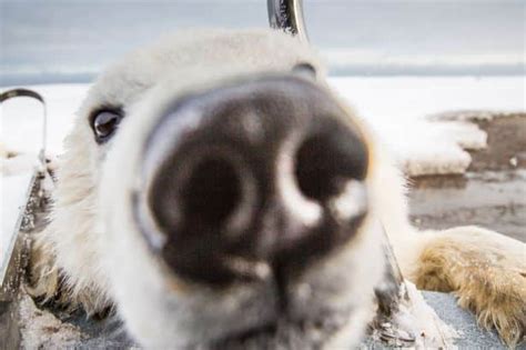 Curious Polar Bear Cub Takes Selfies Photos
