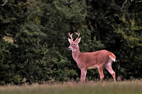 White Tail Buck 2 Free Stock Photo Public Domain Pictures