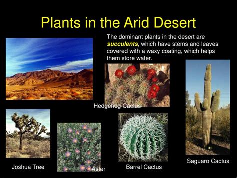 Ppt Desert Biomes Powerpoint Presentation Free Download Id4130446