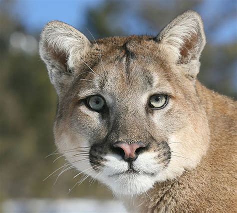 10 Remarkable Facts About Mountain Lions Total Survival