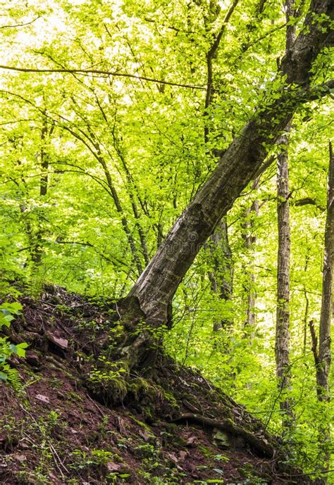 Deep Ravine In The Forest Stock Image Image Of Background 142127793