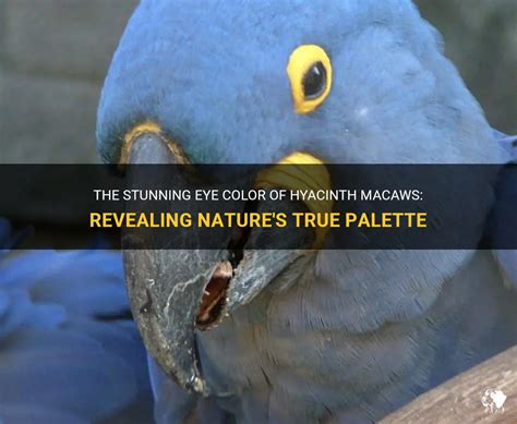 The Stunning Eye Color Of Hyacinth Macaws Revealing Natures True