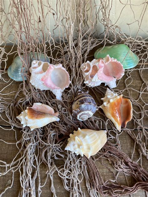 Vintage Seashell Collection Set Of 8 Shells Assorted Mix For Etsy