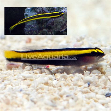 Golden Neon Goby Saltwater Aquarium Fish For Marine Aquariums