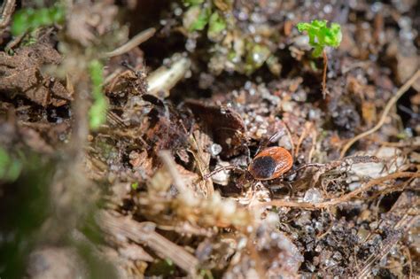 Seed Ticks Nest 3 Plants That Keep Ticks Away From A Yard