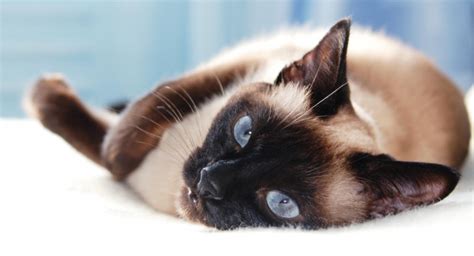 Why Do Cats Blink Cat Behaviorist Answers All About Cats