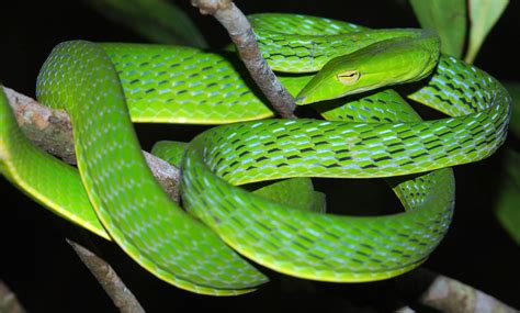 Green Vine Snake Inhabits Tropical Rainforests المرسال