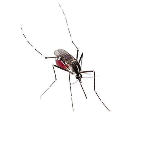 Aedes Mosquito Stock Photos Pictures And Royalty Free Images Istock
