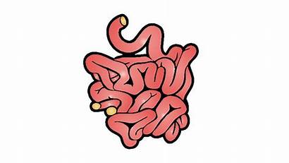 Intestine Drawing Intestines Digestion Draw Clipartmag