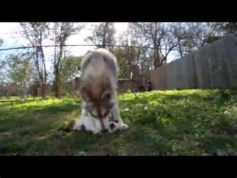 In will my cat eat my eyeballs?, doughty blends her mortician's knowledge of the body and the intriguing history behind. WOLF EATS CAT! - YouTube