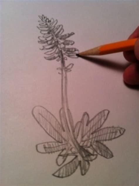 Https://tommynaija.com/draw/how To Draw A Bluebonnet Flower Step By Step
