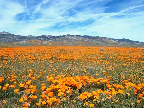 Where To See Wildflowers And Flower Fields In Southern California