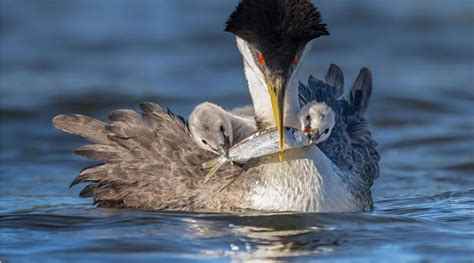 Fotos Ganadoras De Los Audubon Photography Awards 2022 Las Aves En Sus
