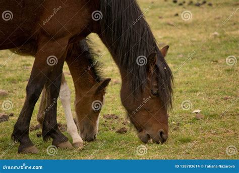 Two Horses Eat Grass Stock Photo Image Of Background 138783614