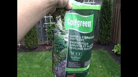 Fertilizing Your Evergreen Shrubs Cedars Using Golfgreen Fertilizer