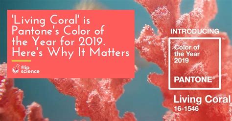 ‘living Coral Is Pantones Color Of The Year For 2019 Heres Why It