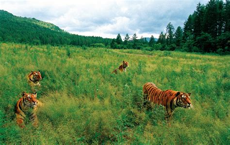 Habitat Fun With Tigers