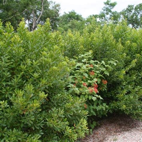 Northern Bayberry Shrubs Outdoor Plants Plants