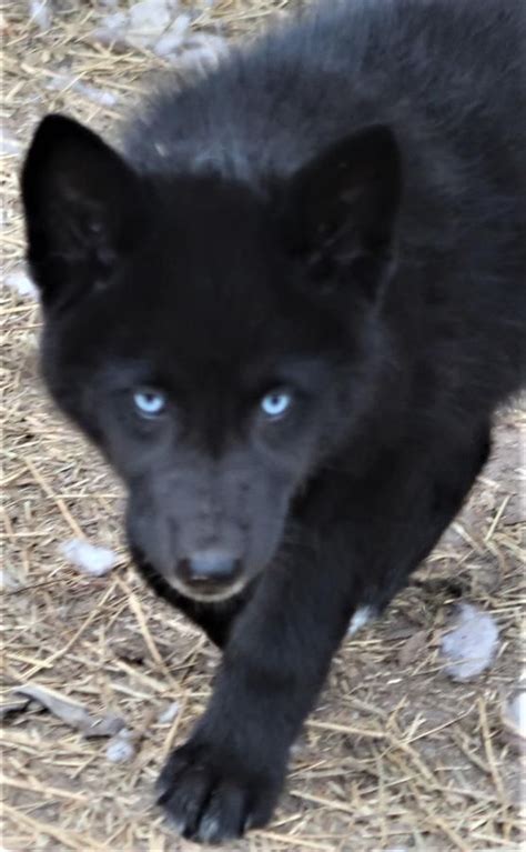 Black Wolf Dog With Blue Eyes