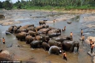 That Is One Busy Sunday Service Mass Christening Of 15 Elephant Babies