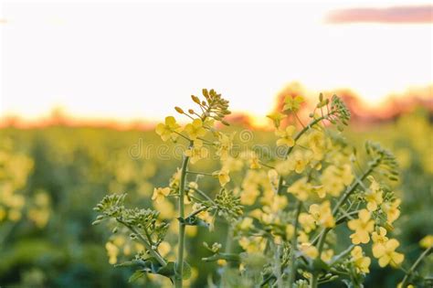 Canola Field In Full Bloom Under Vibrant Sunset Sky Stock Photo Image