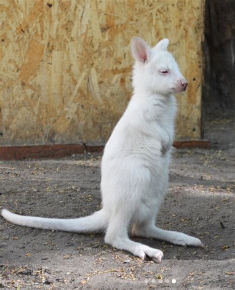 Nace Canguro Albino En Zoológico De Rusia