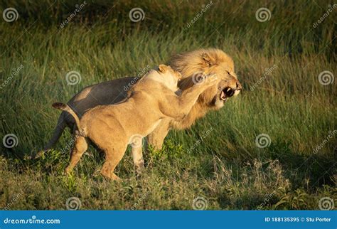 Mating Pair Male Lion And Lioness Fighting With Each Other In Ndutu Tanzania Stock Image Image