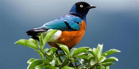 rumah sehat: Tanam Pohon Pemikat Burung-burung