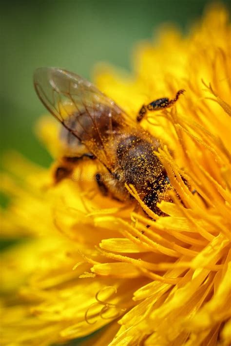 Bee On A Yellow Dandelion Flower Collecting Pollen And Gatherin Stock