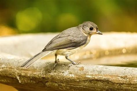 14 Small Gray Birds With White Bellies An In Depth Look Learn Bird