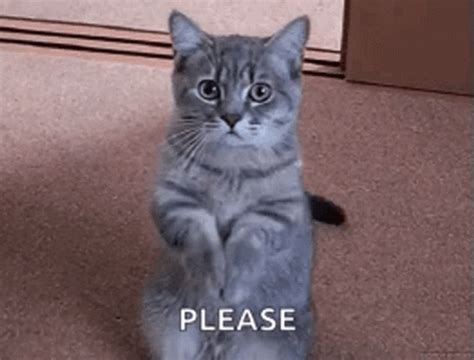 Cat Begging For Food 