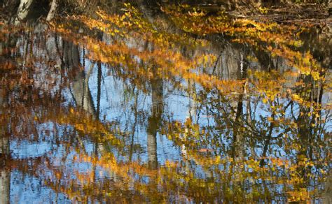 Fall Leaves And Trees Reflected On Water Stock Image Image Of