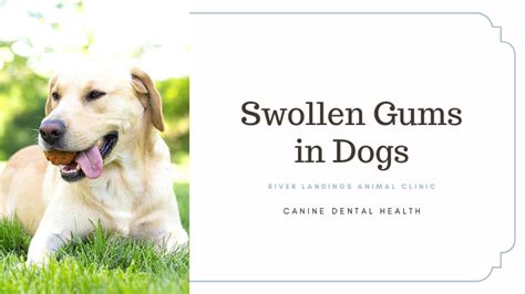 Gingivitis And Swollen Gums In Dogs — River Landings Animal Clinic In