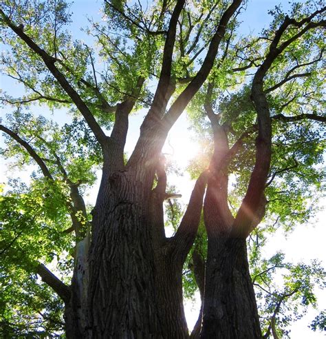 Head To This Giant Cottonwood Tree For The Perfect Afternoon Adventure