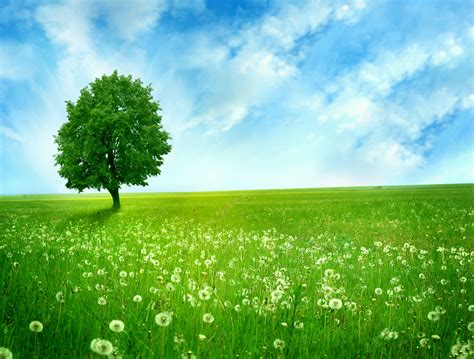 Free Download Trees Green Nature Hd Wallpapers 7010 H