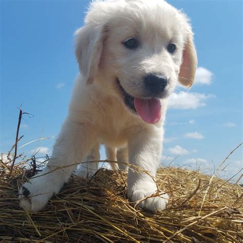 English golden retriever puppies missouri. English Golden Retrievers of Bourbon Valley Farms | Golden ...