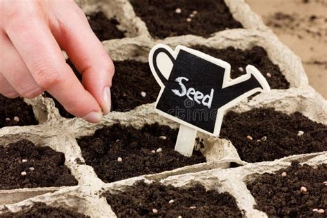 Woman Hand Planting Seed In The Ground Or Soil Spring Sowing Stock