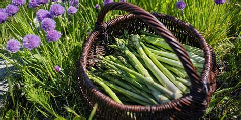 You can find asparagus in green, white, or even purple varietals. How to Grow Asparagus - Tips for Planting Asparagus