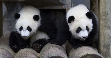 Icymi See Atlanta Zoos Panda Twins Turn 1