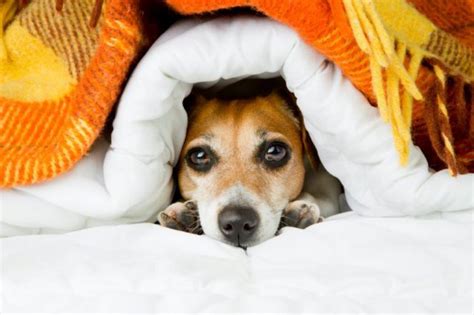 Can Dogs Get A Cold Symptoms Cures And What To Do