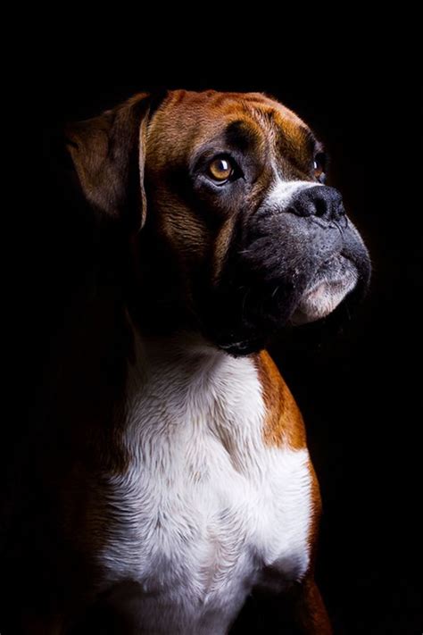 20 Cute American Boxer Dog Pictures You Will Love