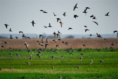 Photo Of A Flock Of Birds Flying Below Grass Field · Free Stock Photo