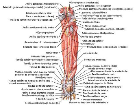 Músculos Da Perna Sistemas Aula De Anatomia