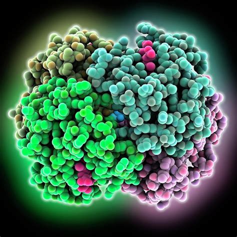 Glycated Human Haemoglobin Molecule Photograph By Laguna Design Science