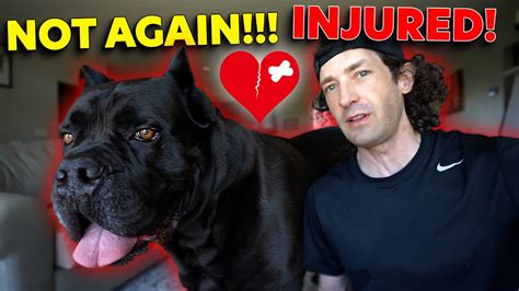 Cane Corso Injury Bruce Wayne Back To Vet Youtube